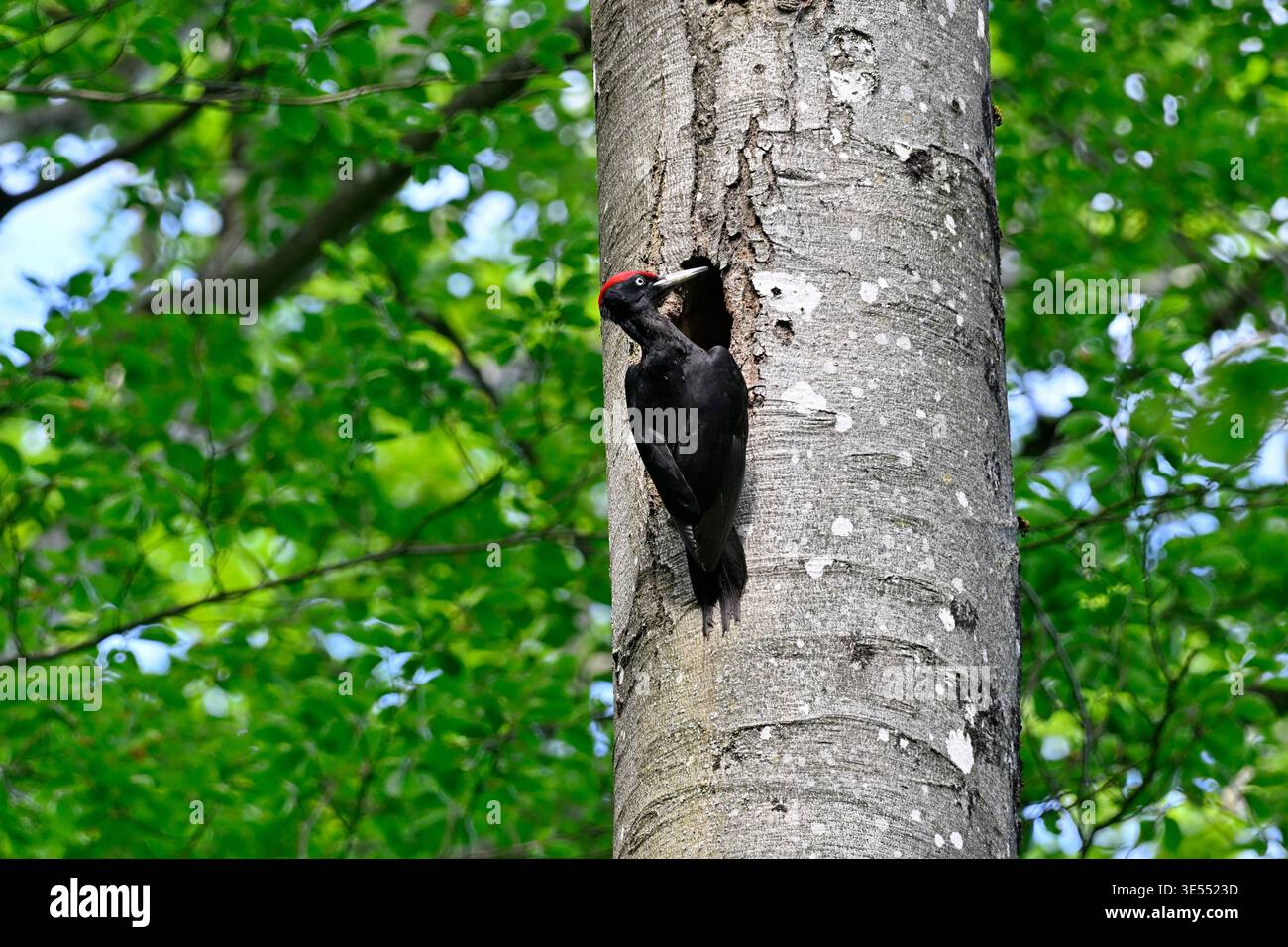 Frankreich, Doubs, Schwarzspecht (Dryocopus martius) männlich am Eingang zu seinem Nest, eine Höhle im Stamm einer Buche, Nachbildung Stockfoto