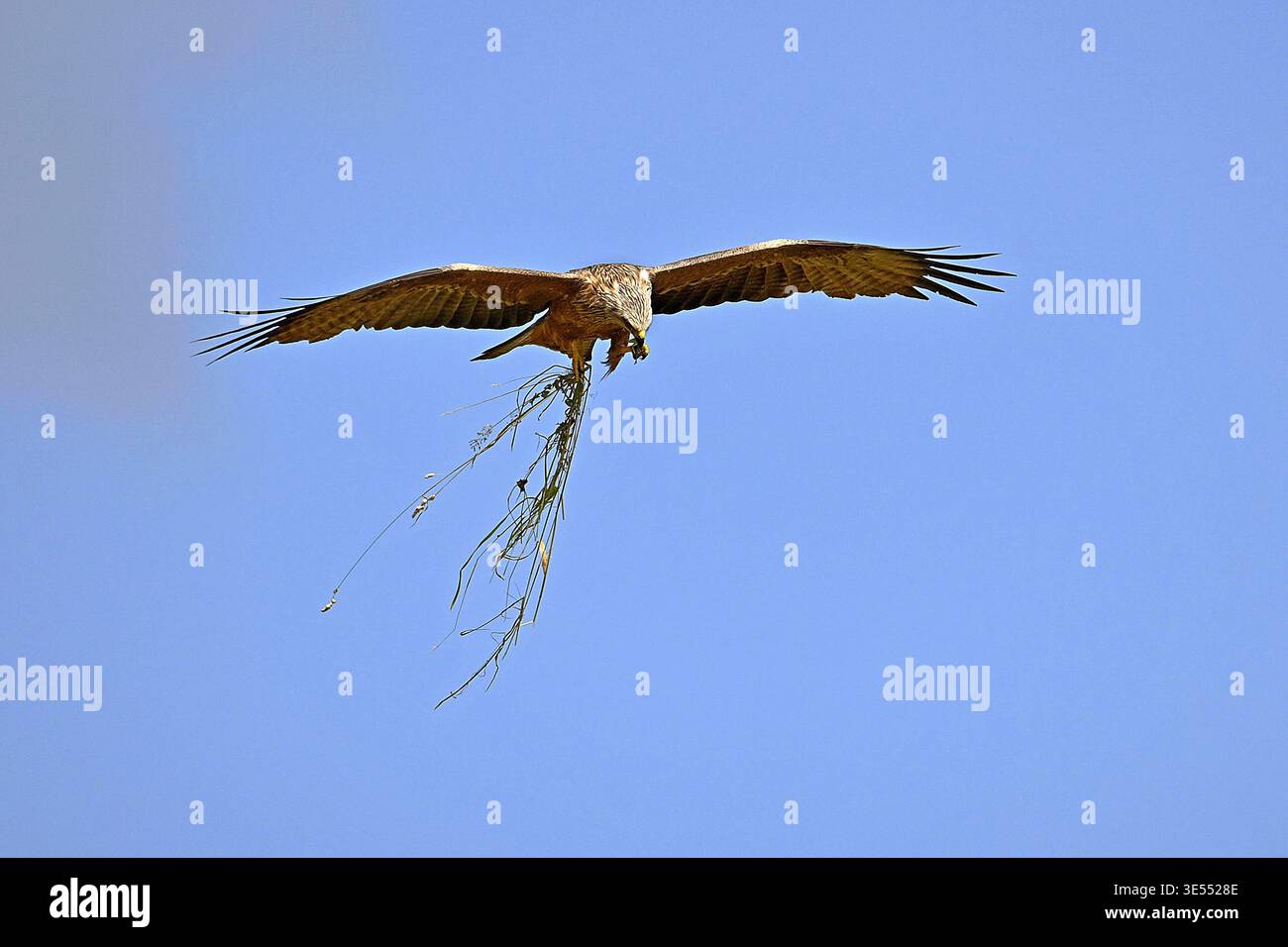 Frankreich, Doubs, Schwarzer Drache (Milvus migrans), die Beute in geschnittenem Heu fangen Stockfoto