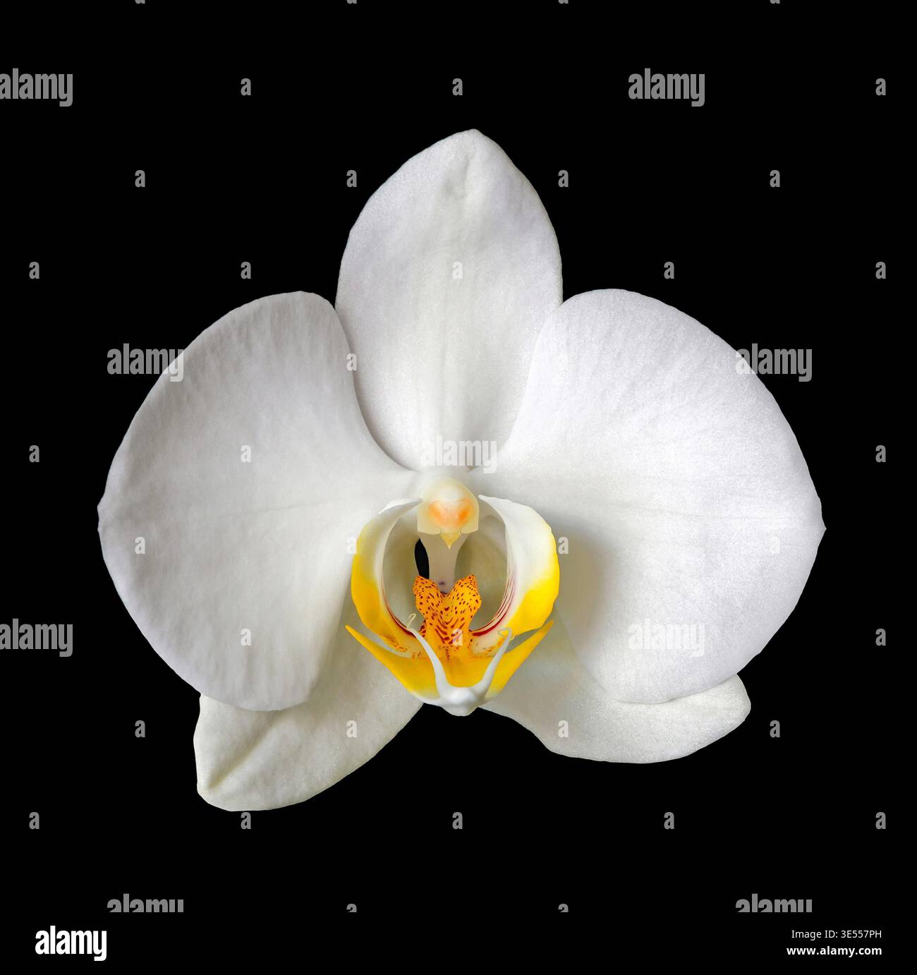 Schmetterling Orchidee, Phalaenopsis spec, vor schwarzem Hintergrund / Mottenorchidee, Phalaenopsis spec., vor schwarzem Hintergrund Stockfoto
