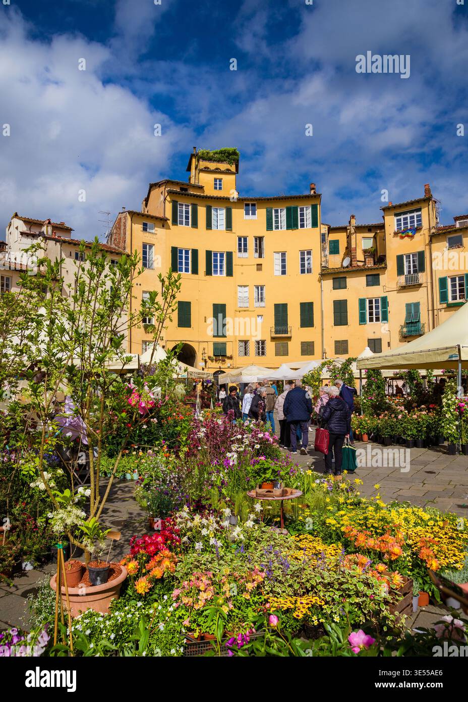 Frühling in Lucca. Santa Zita Blumenfest am berühmten Amphitheater Square Stockfoto