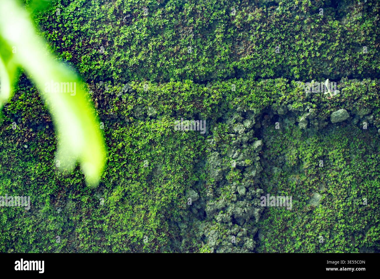 Natürliches grünes Moos, das eine raue Steinoberfläche bedeckt. Hochwertiges Makrofoto mit organischer Textur, Feuchtigkeit und botanischen Details. Stockfoto