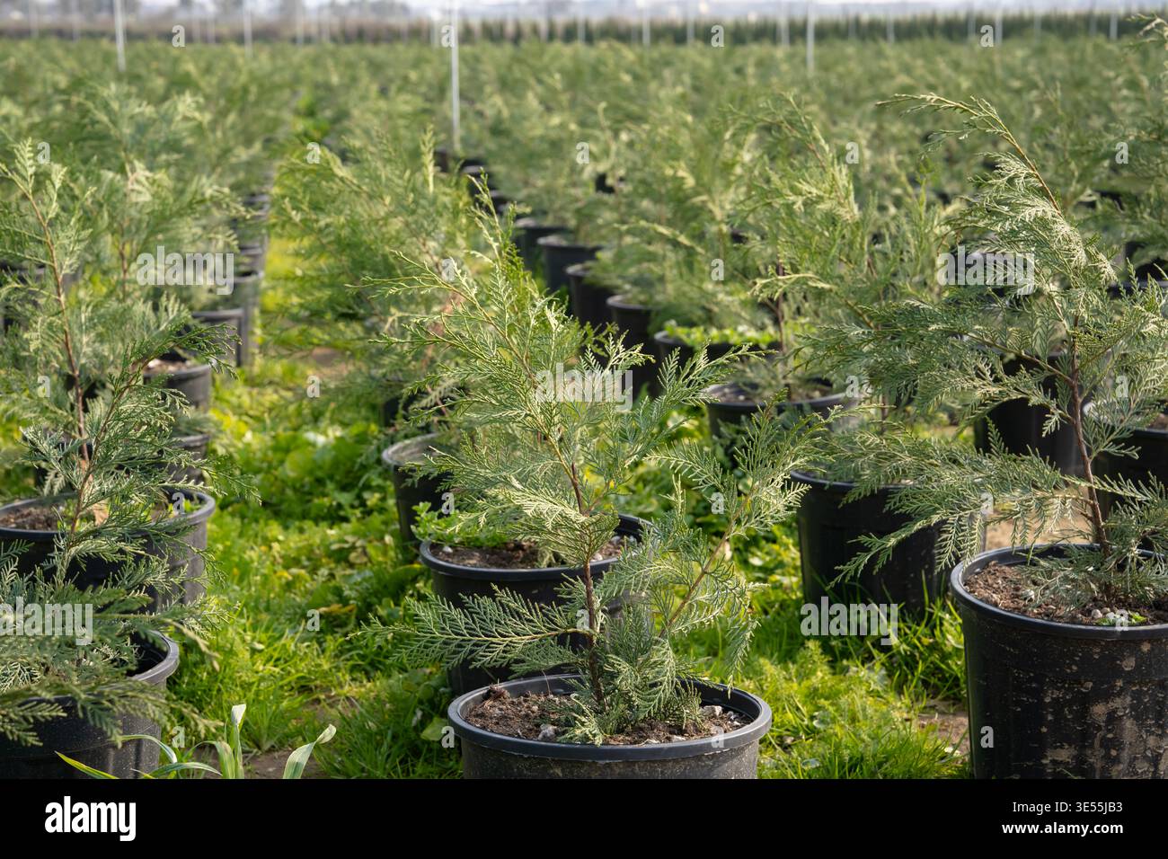 Reihen von Koniferenpflanzen in der Gartenanlage mit Überkopf-Sprühbewässerungssystem für die Landschaftspflanzenproduktion Stockfoto