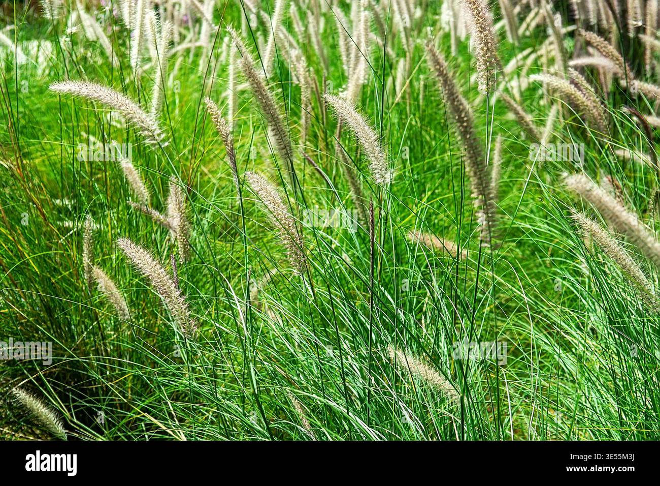 Nahaufnahme von Pennisetum alopecuroides Brunnengras, dekorativem Staudengras mit flauschigen Flaschenbürstenpanicles und schmalen Blättern, eleganter Springbrunnen-l Stockfoto