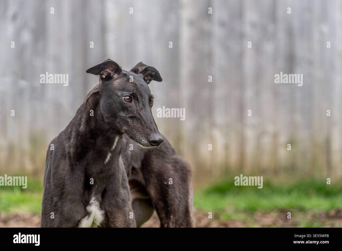 windhund steht vor einem Holzzaun Stockfoto