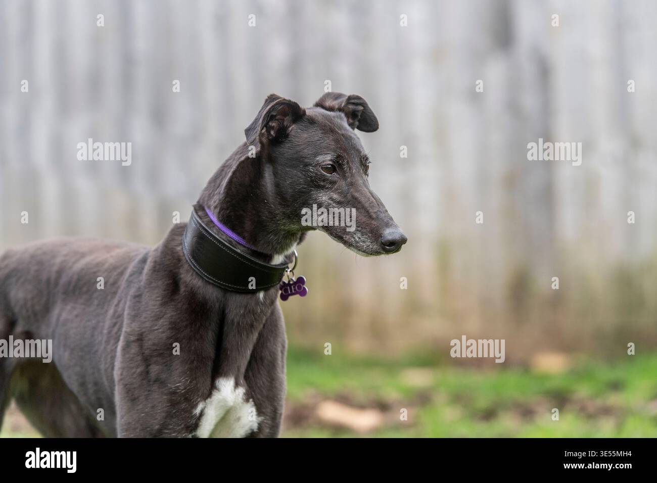windhund-Hund steht vor einem Holzzaun Stockfoto