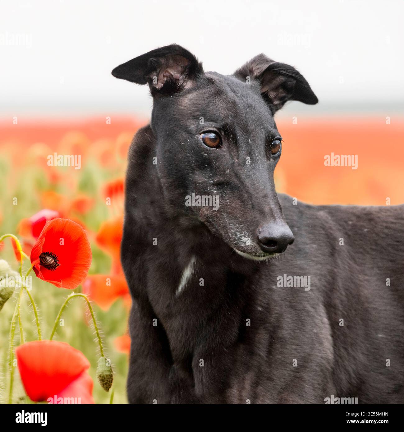 Ex-rennhund auf einem Mohnfeld Stockfoto