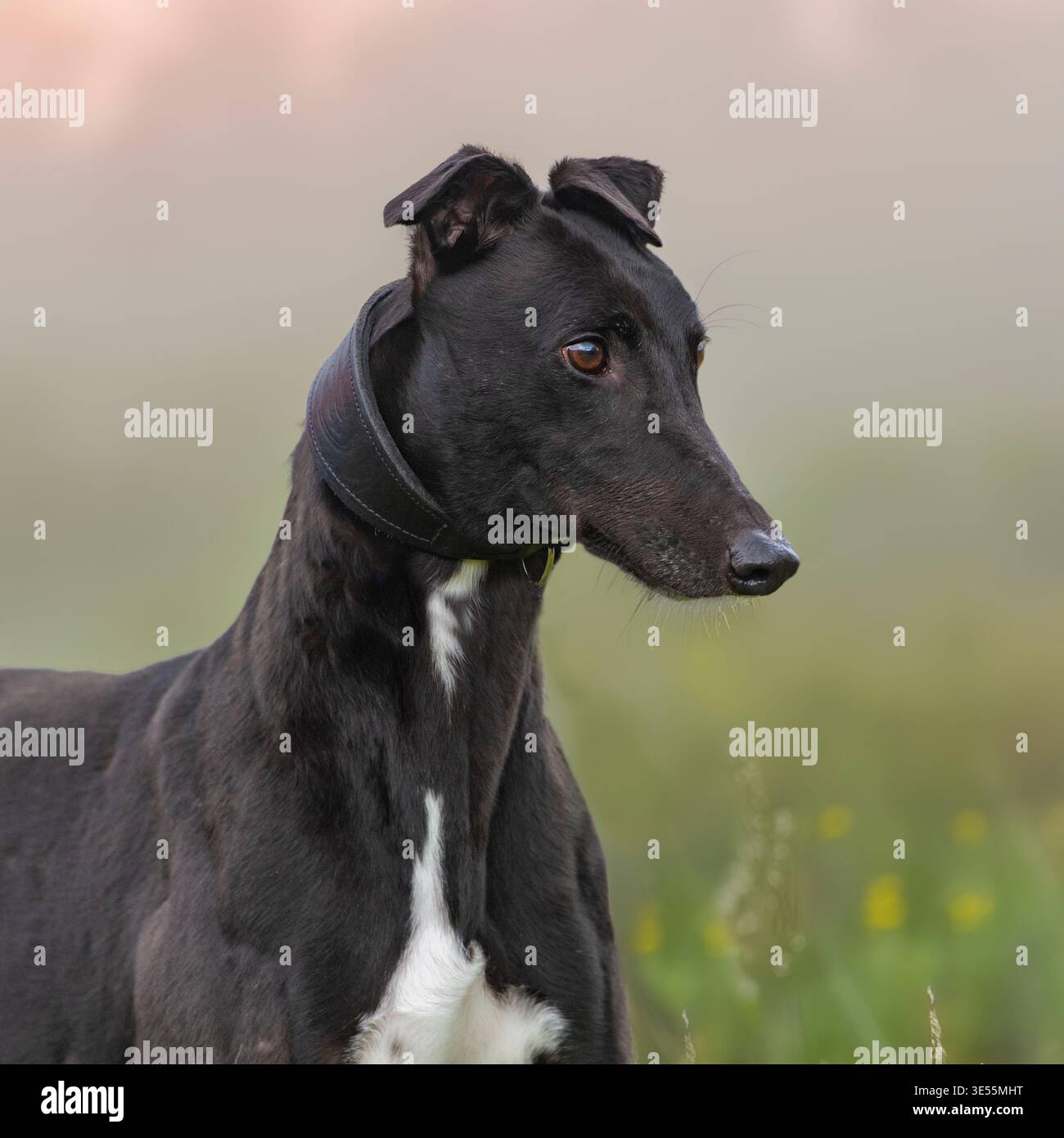 Ex-windhund-Rennhund Stockfoto
