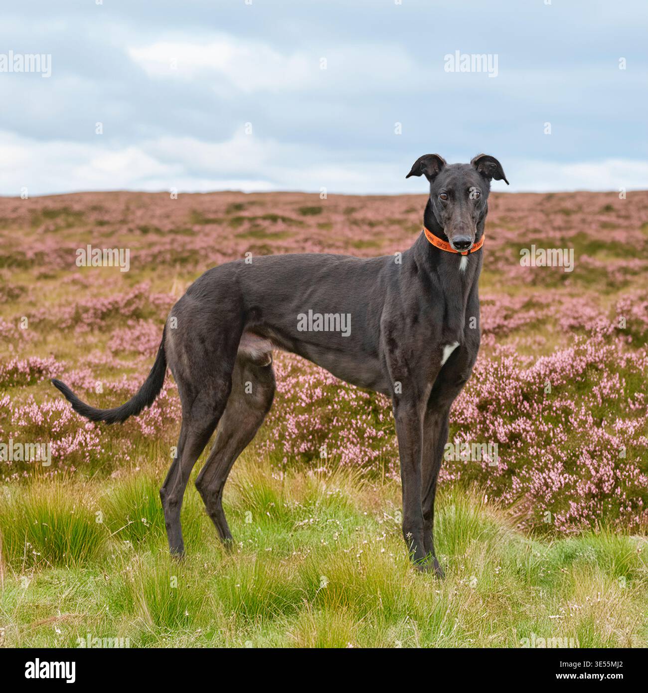 Ex-windhund-Rennhund auf einem Moorland, das mit Heidekraut bedeckt ist Stockfoto