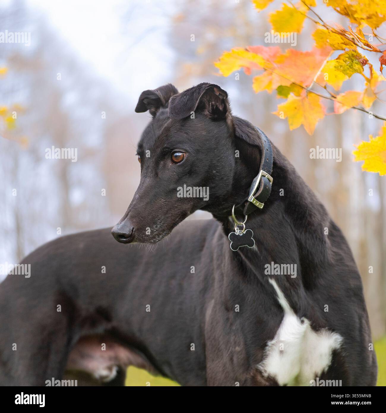 Ex-rennhund in Herbstbäumen Stockfoto