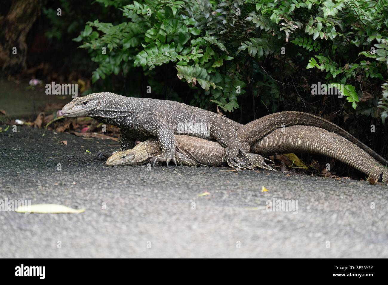 Indomalaya-Wassermonitore (Varanus salvator) Paarungsverhalten. Stockfoto
