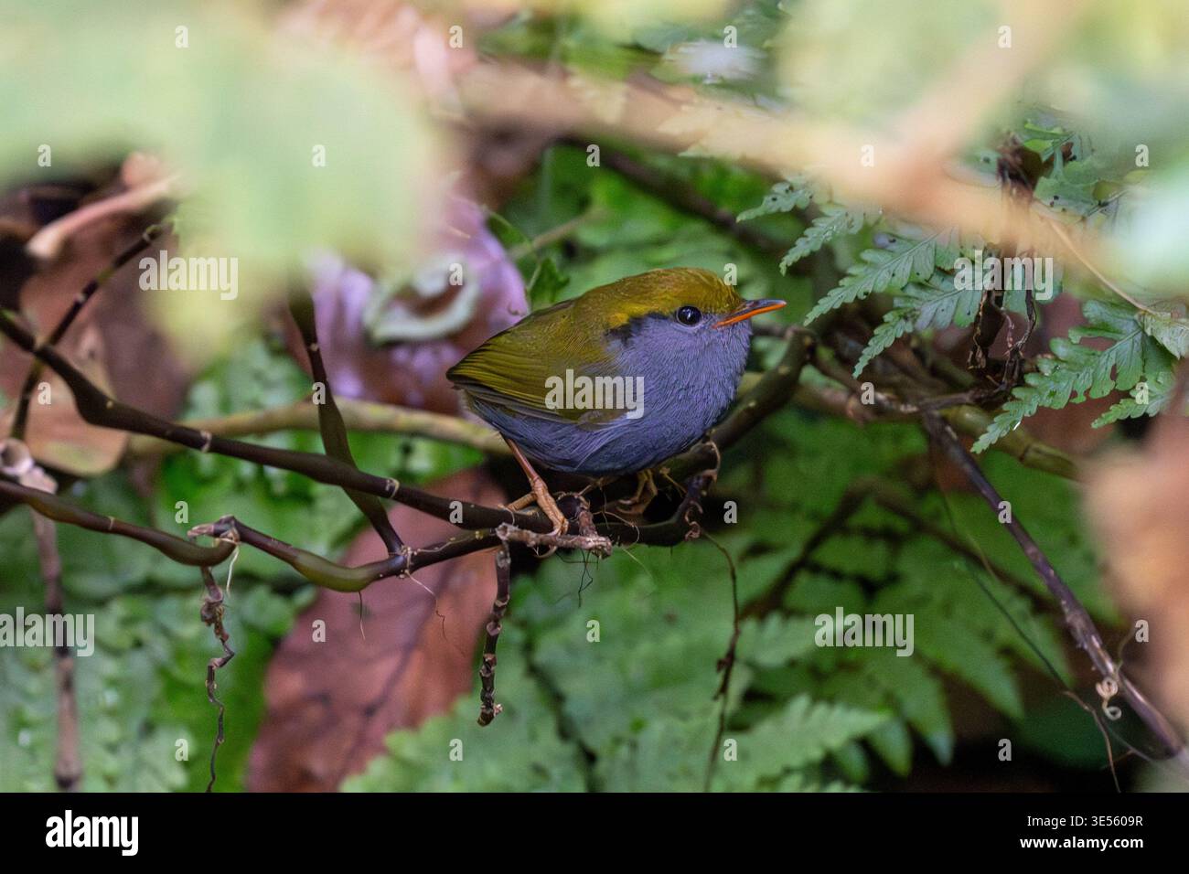 Schieferbauch-Tesia (Tesia olivea) im tiefen Thai-Wald. Stockfoto