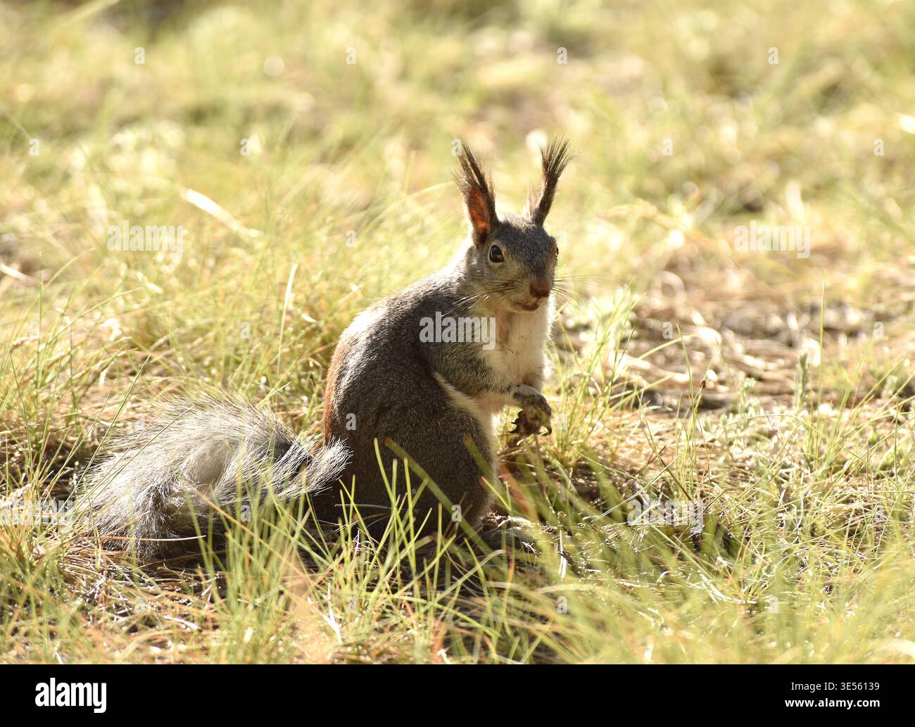 Aberts Eichhörnchen (Sciurus aberti) oder Quastenohrhörnchen sind bekannt für ihre langen, markanten Pelzbüschel an den Ohren, weißen Bäuchen und grauem t Stockfoto