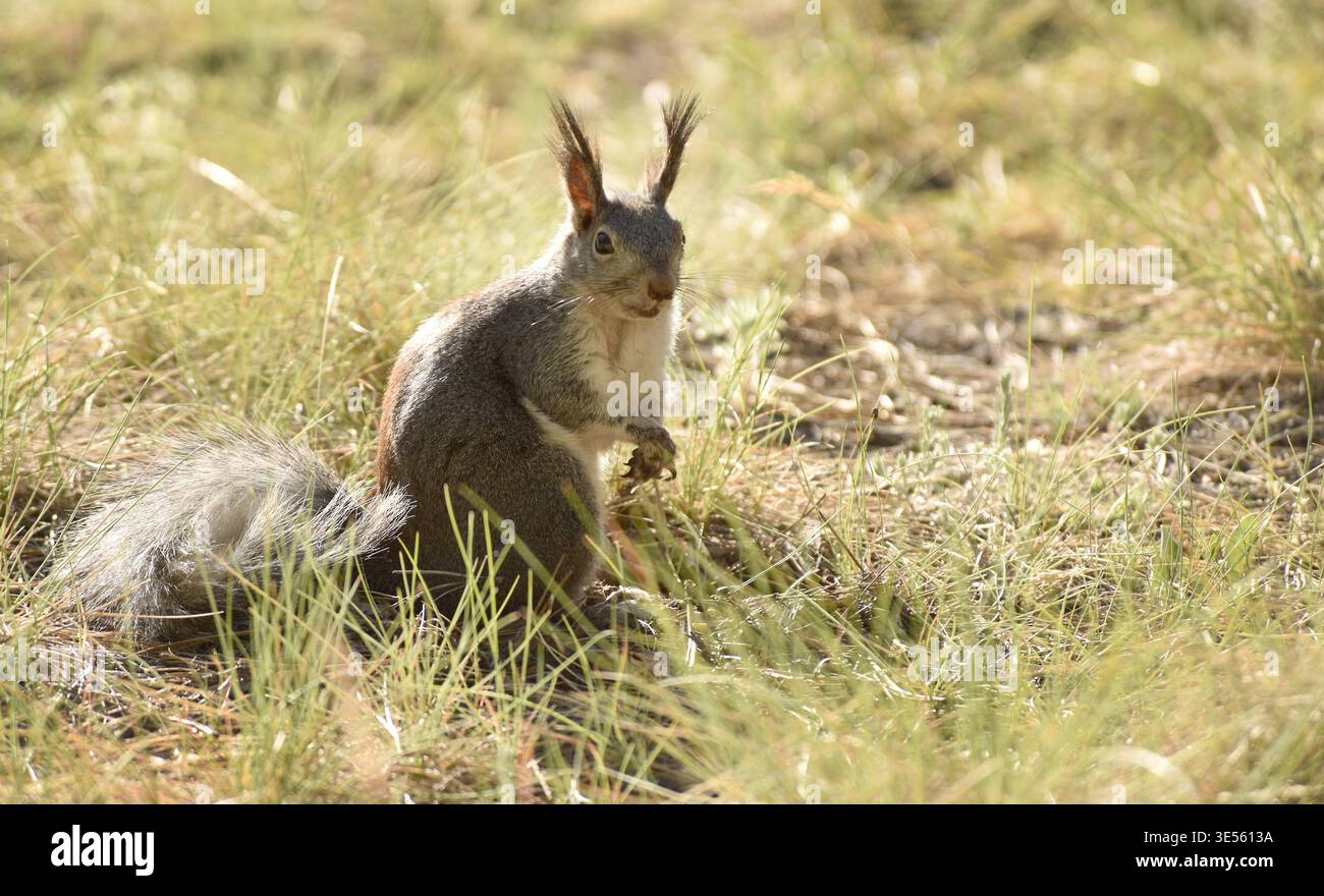 Aberts Eichhörnchen (Sciurus aberti) oder Quastenohrhörnchen sind bekannt für ihre langen, markanten Pelzbüschel an den Ohren, weißen Bäuchen und grauem t Stockfoto