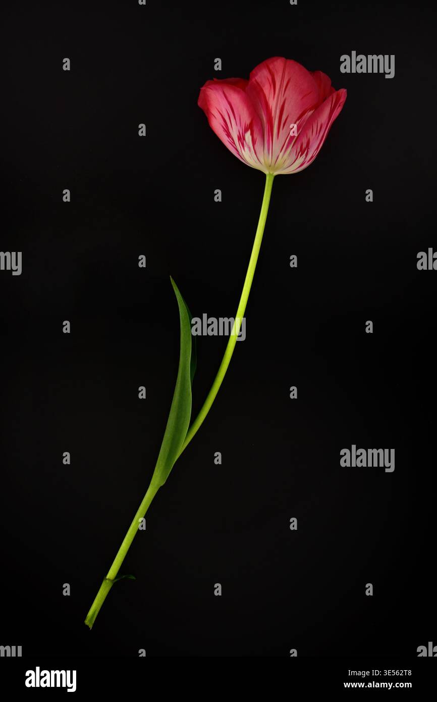 Einzelne mehrfarbige Tulpe auf schwarzem Hintergrund Stockfoto