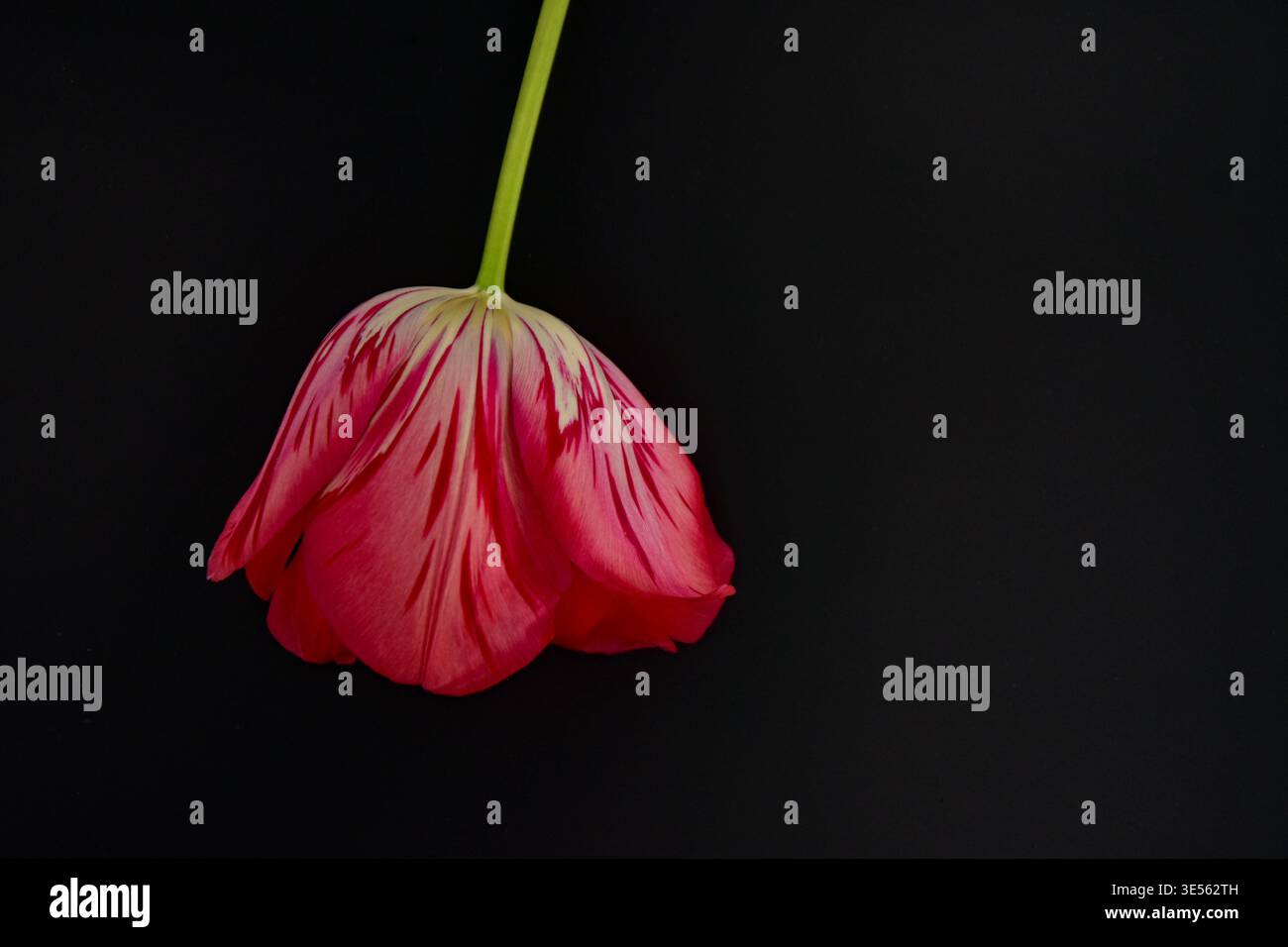 Einzelne mehrfarbige Tulpenblume Nahaufnahme auf schwarzem Hintergrund Stockfoto