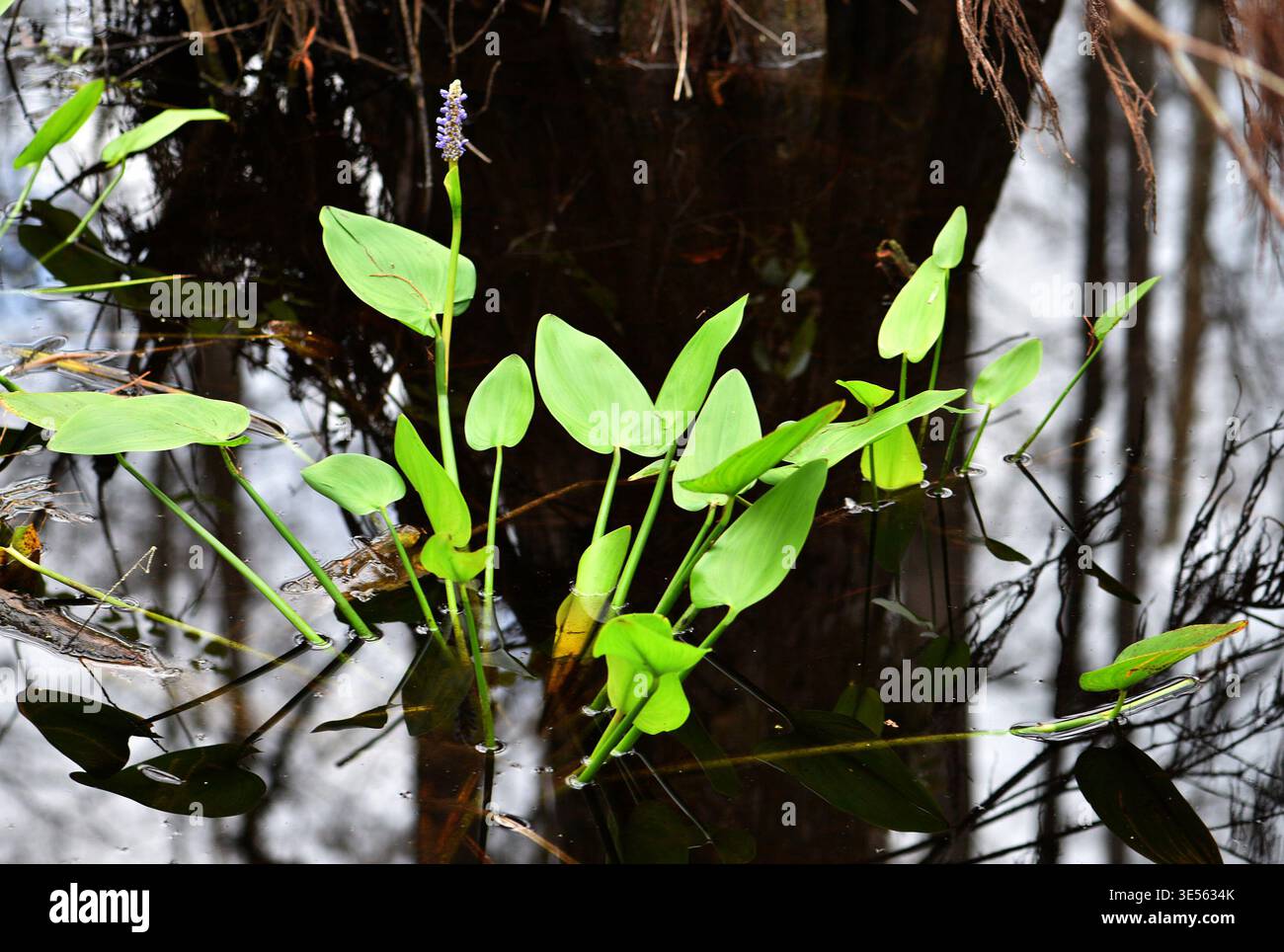 Pickerel Weed (Pontederia cordata) ist eine häufige, einheimische Süßwasserpflanze, die in Seen, Teichen, Bächen, Feuchtgebieten und Bächen vorkommt. Stockfoto