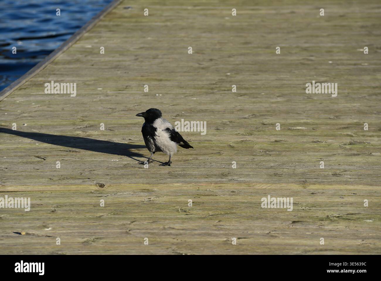 Eine wunderschöne schwarze Krähe sitzt an einem sonnigen Herbsttag auf einem Holzsteg Stockfoto