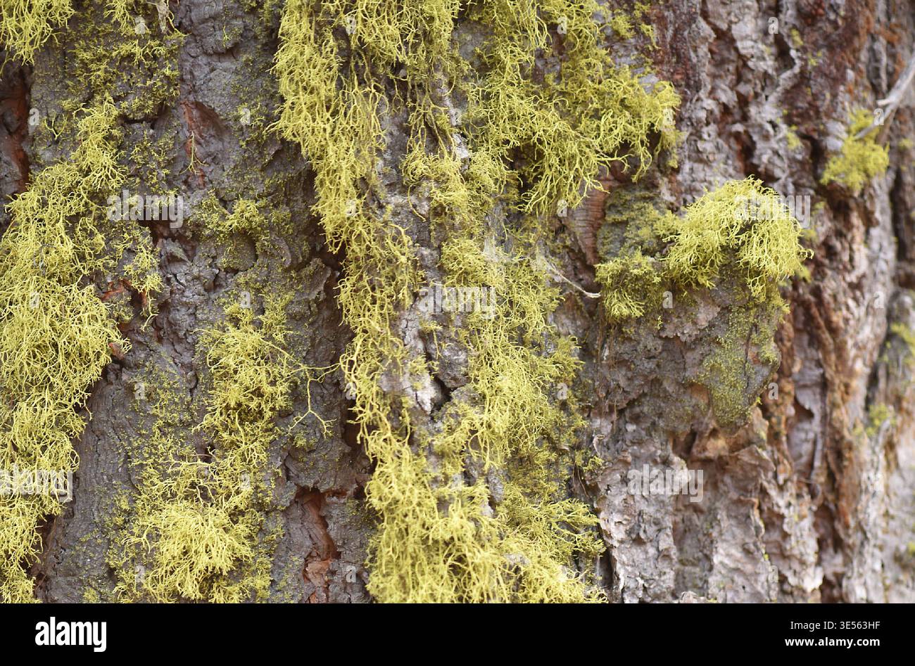Letharia vulpina oder Wolfsflechte ist eine fruticose lichenisierte Pilzart aus der Familie der Parmeliaceae. Es ist hellgelb-grün, buschig und hoch Stockfoto