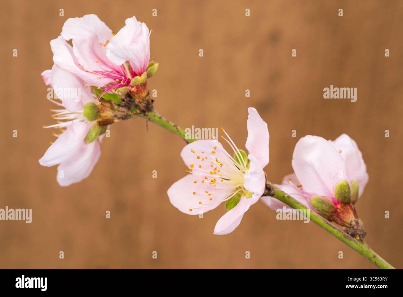 Drei Pfirsichblüten (Prunus persica) in verschiedenen Blütestadien an einem einzigen Stamm, Kairo, Ägypten Stockfoto