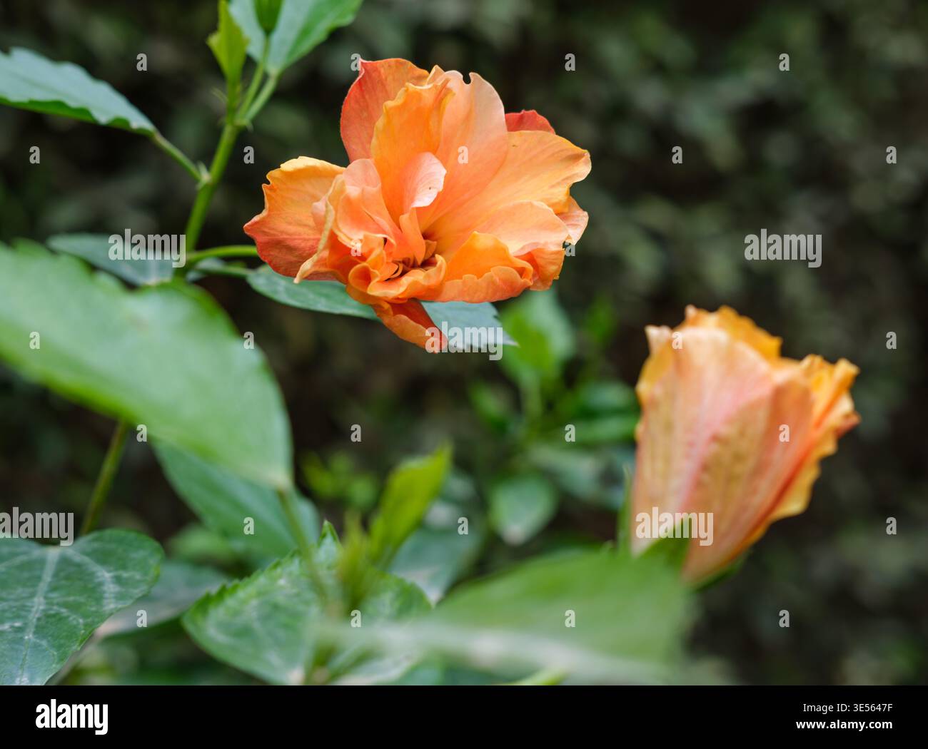 Offene zweiblättrige Orangenblüte des tropischen Hibiskus (Hibiscus rosa-sinensis) mit Knospen auf einem Busch, Kairo Garten, Ägypten Stockfoto