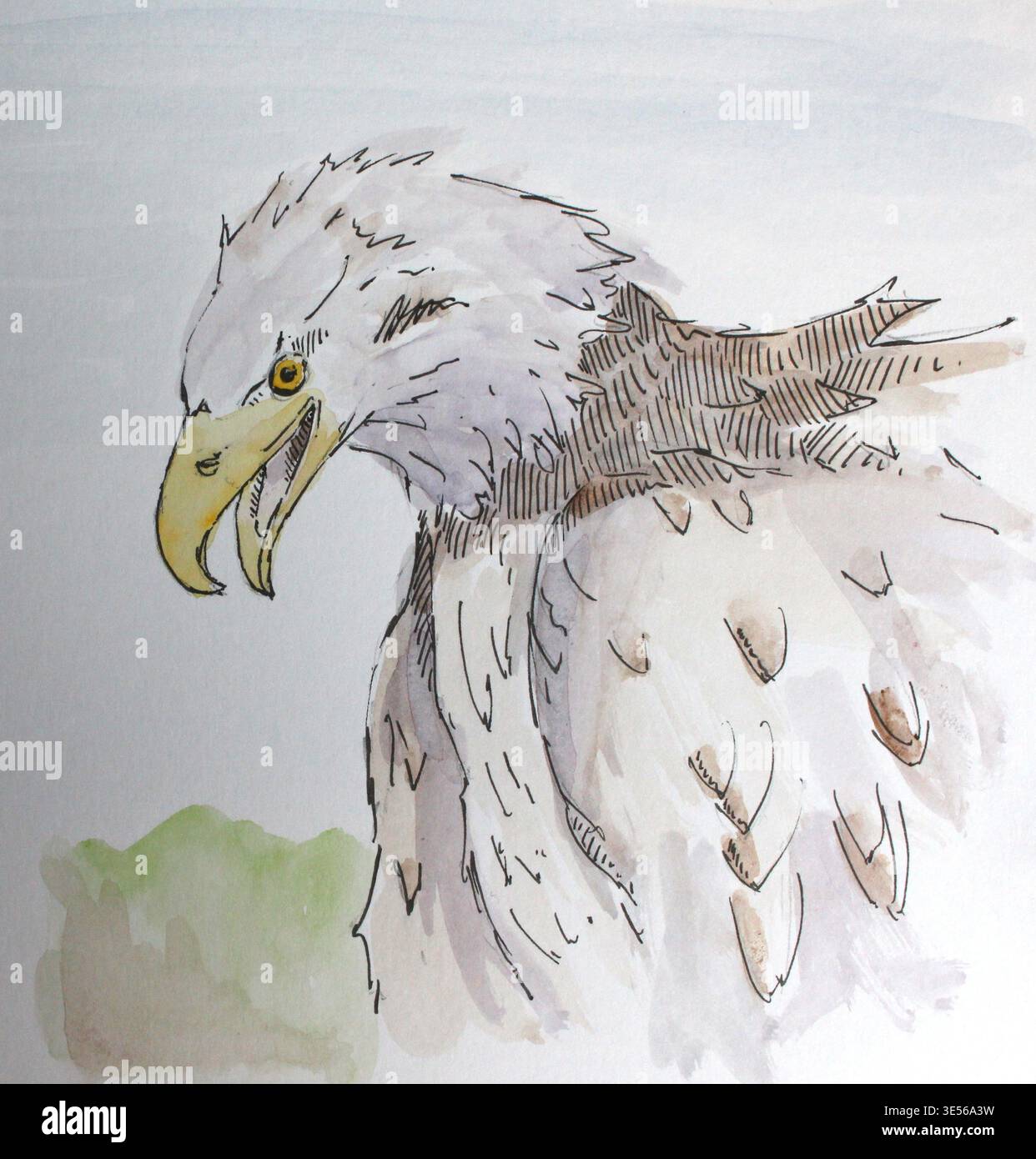 Eine handgefertigte Tuschzeichnung und Aquarellfarbe eines Adlers auf weißem Papier. Handgezeichnetes Bildmaterial im JPEG-Format. Stockfoto