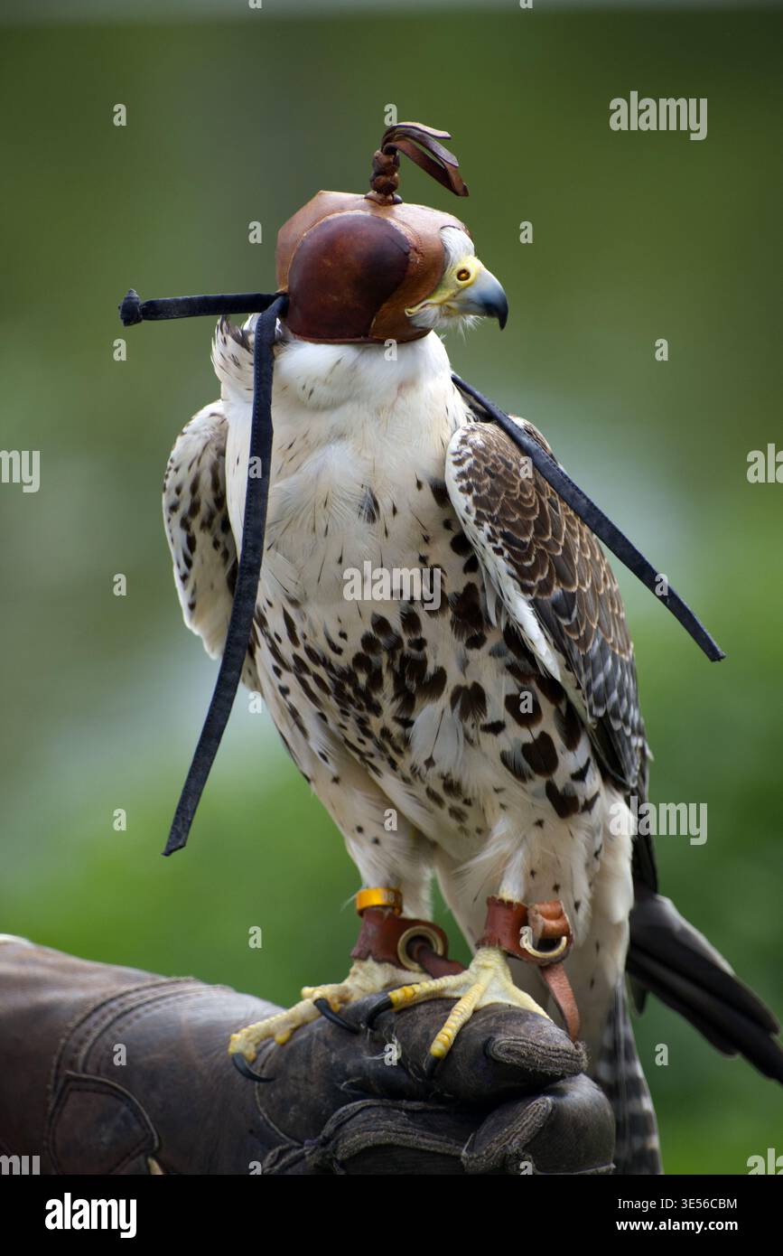 Falke mit traditioneller Lederhaube, die auf der Hand des Falkners thront. Raubvogel, der in der Falknerei verwendet wird, mit Jessen. Stockfoto