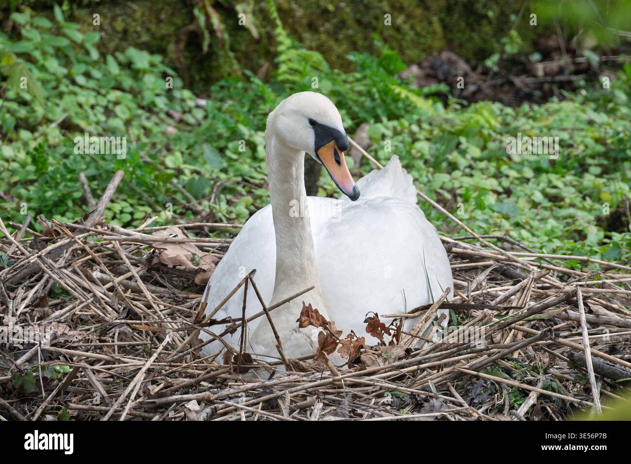 Ein stummer Schwan arrangiert sorgfältig Zweige und Blätter, um ein gemütliches Nest in einem üppigen grünen Bereich zu schaffen, was seine pflegende Natur und die Schönheit des Sprins demonstriert Stockfoto