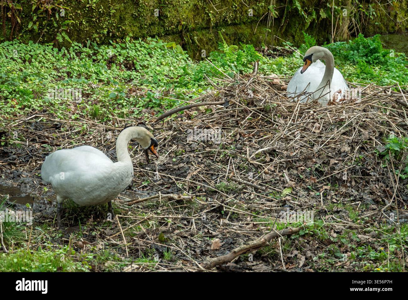Zwei stumme Schwäne sammeln eifrig Zweige und Schilf und bauen ein sicheres Nest im üppigen Grün am Wasser. Ihre anmutige Präsenz verleiht der se Schönheit Stockfoto