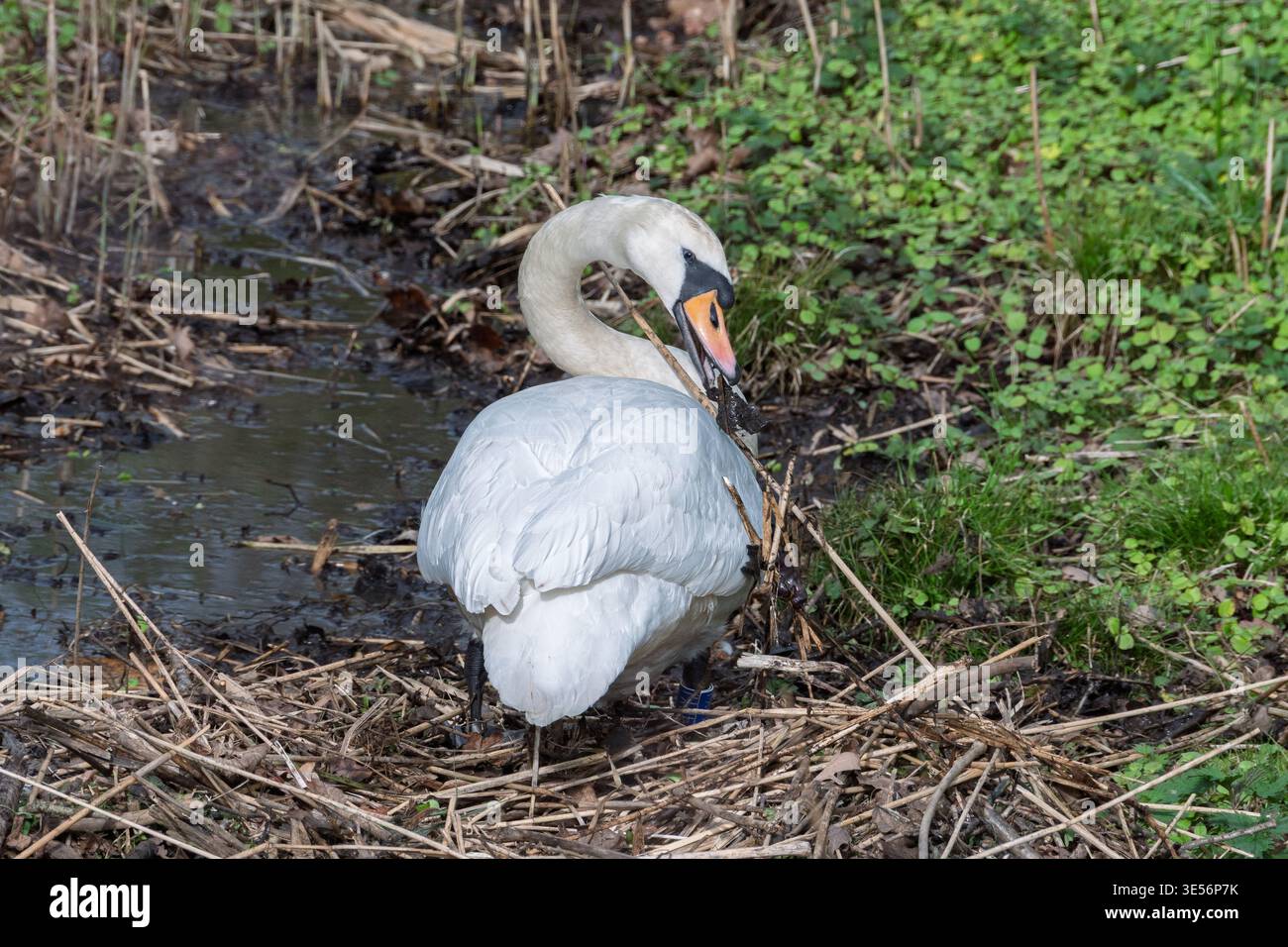 Ein stummer Schwan sammelt vorsichtig Zweige und Schilf in einem lebhaften Feuchtgebiet. Umgeben von üppigem Grün, bereitet es ein gemütliches Nest, um neues Leben in der Mitte zu begrüßen Stockfoto