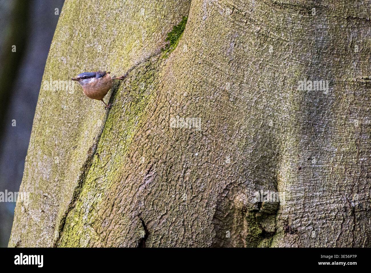 Eine tinu Nuthatch, die sich am riesigen Baumstamm festhält, zeigt seine bemerkenswerten Kletterfähigkeiten. Die Szene fängt einen Moment der Anmut und Stärke ein Stockfoto