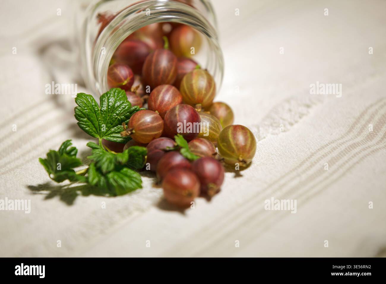 Stachelbeeren und Blätter in Nahaufnahme auf Stoff, natürliche organische Textur. Stockfoto