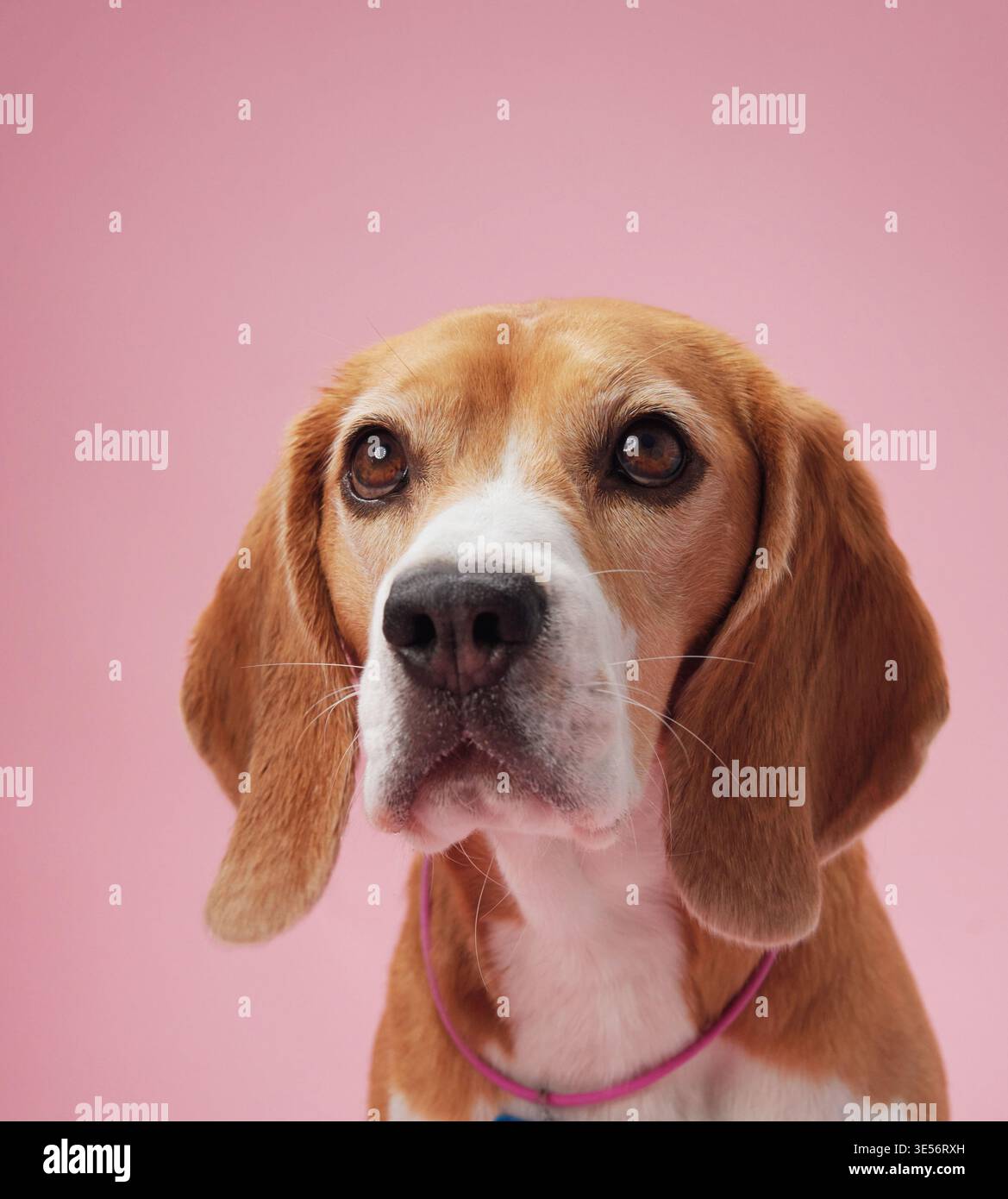 Ein Beagle wird mit einem sanften rosa Hintergrund fotografiert, der mit einem konzentrierten und ruhigen Ausdruck in die Ferne blickt. Die Beleuchtung betont seine Stockfoto