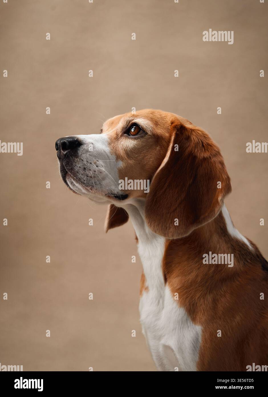 Ein Beagle blickt nach oben auf eine beige Atelierkulisse und strahlt Neugier und Ruhe aus. Die sanfte Beleuchtung unterstreicht das glatte Fell des Hundes und ist ausdrucksstark Stockfoto