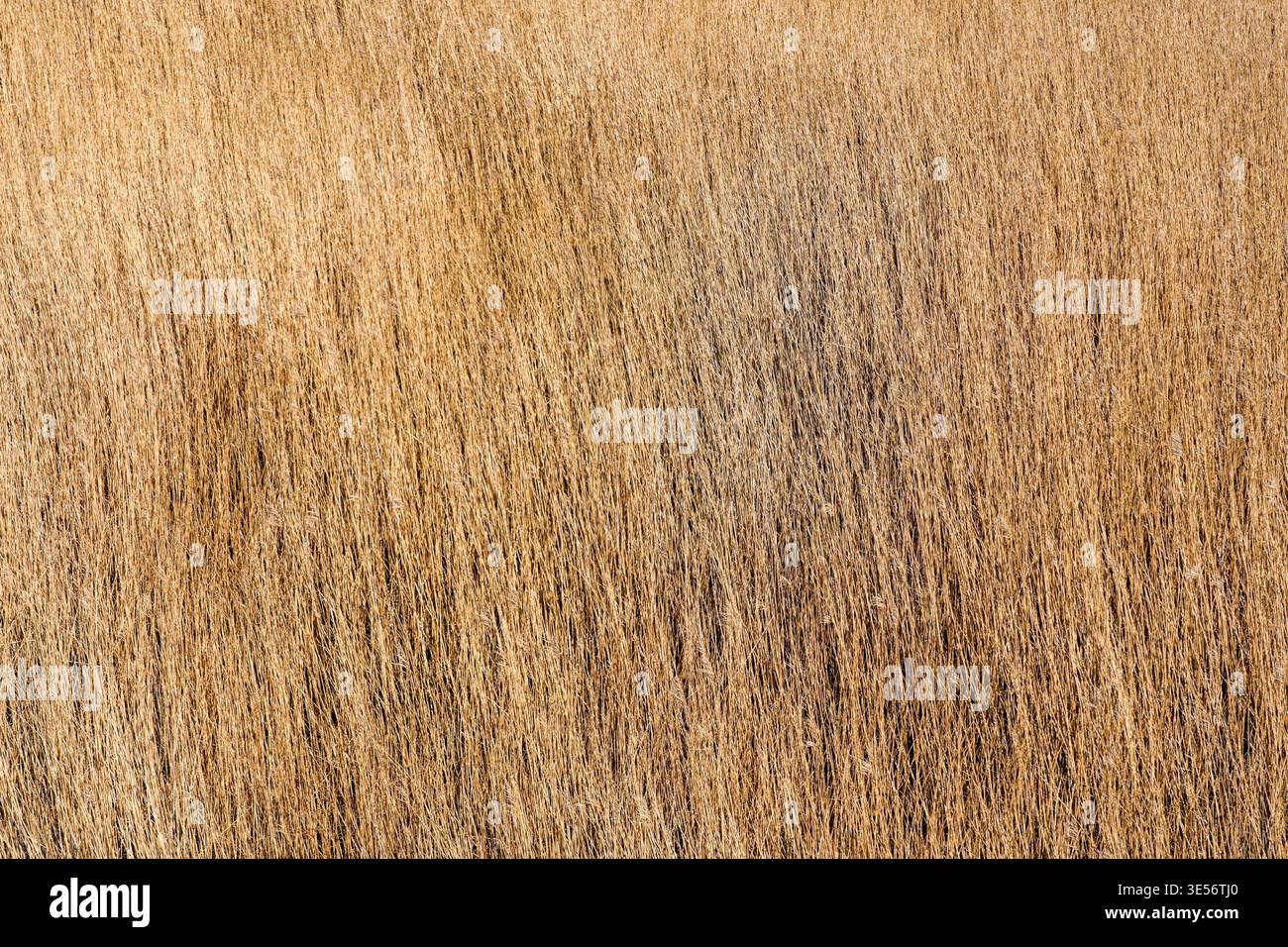 Trockener goldener Schilf Textur Hintergrund im frühen Frühjahr natürliches Muster Lettland Feuchtgebiete Landschaft Stockfoto