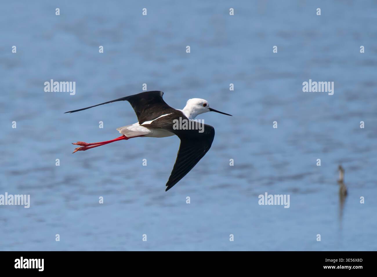 Schwarzflügelpfahl Himantopus himantopus Kapstadt, Südafrika 29. August 2022 Erwachsener im Flug Recurvirostridae Stockfoto
