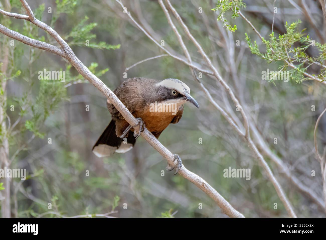 Graukrone Babbler Pomatostomus temporalis Alice Springs, Australien 20. August 2017 Erwachsene Leiothrichidae Stockfoto