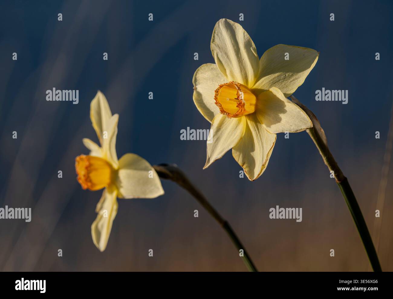 Wilde Narzissen (Narcissus pseudonarcissus), die in East Point auf Saturna Island, British Columbia, Kanada, wachsen. Stockfoto