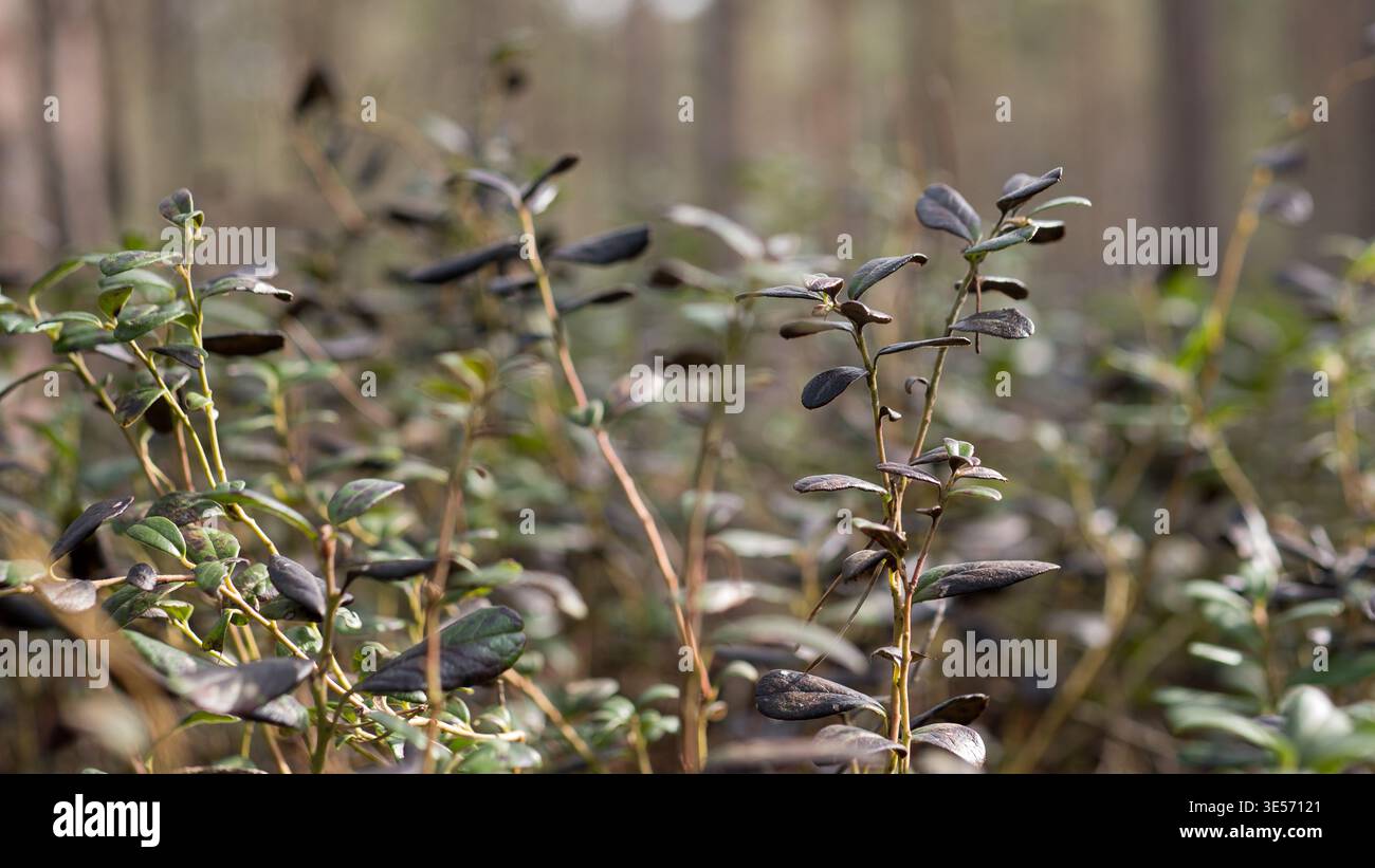 Preiselbeere Vaccinium vitis-idaea Pflanzen, die im Wald wachsen, immergrüner Sträucher aus nächster Nähe Stockfoto