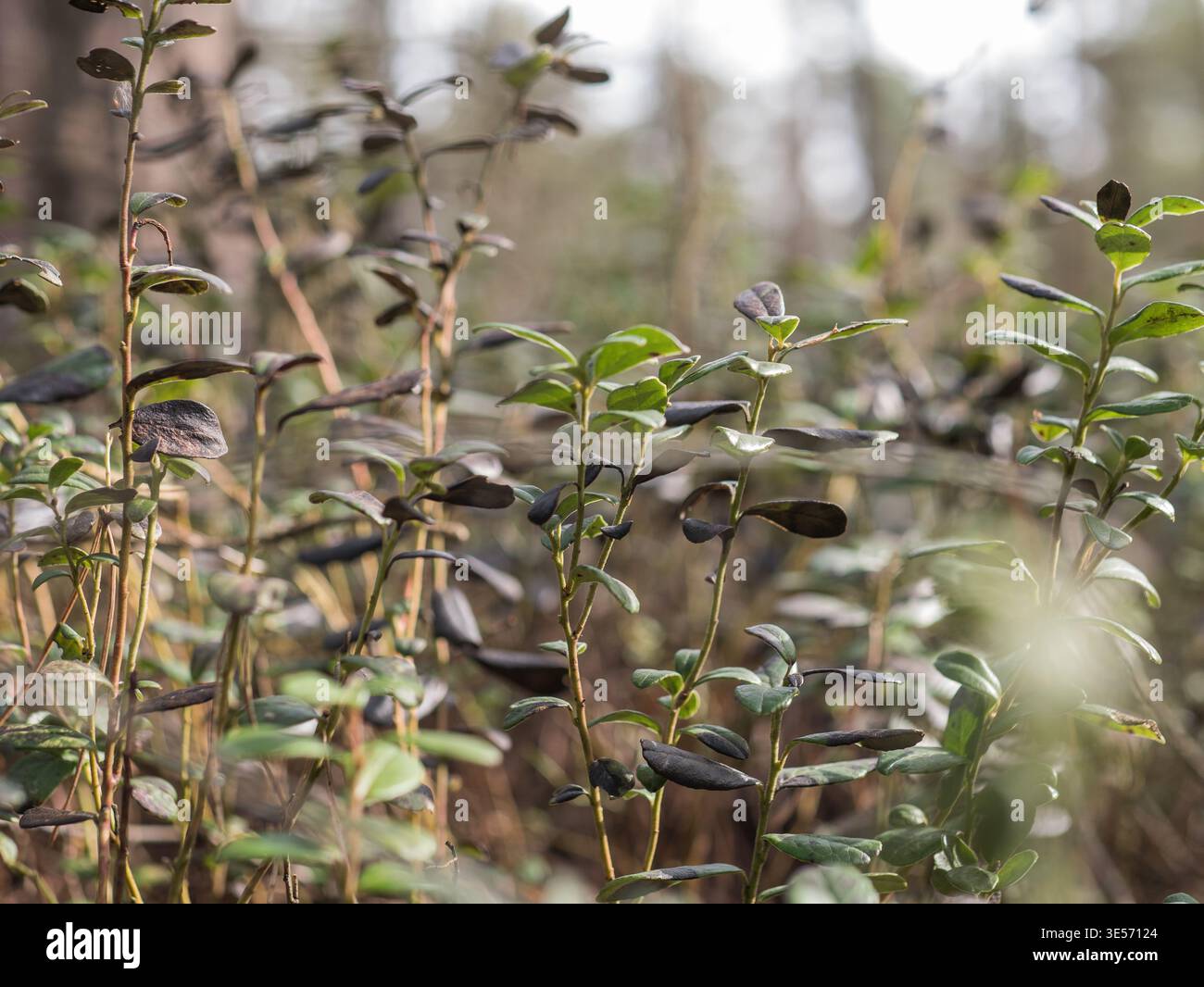 Preiselbeere Vaccinium vitis-idaea Pflanzen, die im Wald wachsen, immergrüner Sträucher aus nächster Nähe Stockfoto