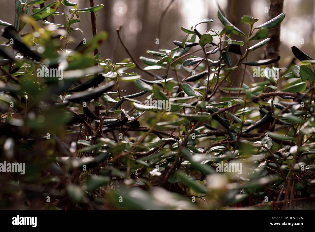 Preiselbeere Vaccinium vitis-idaea Pflanzen, die im Wald wachsen, immergrüner Sträucher aus nächster Nähe Stockfoto