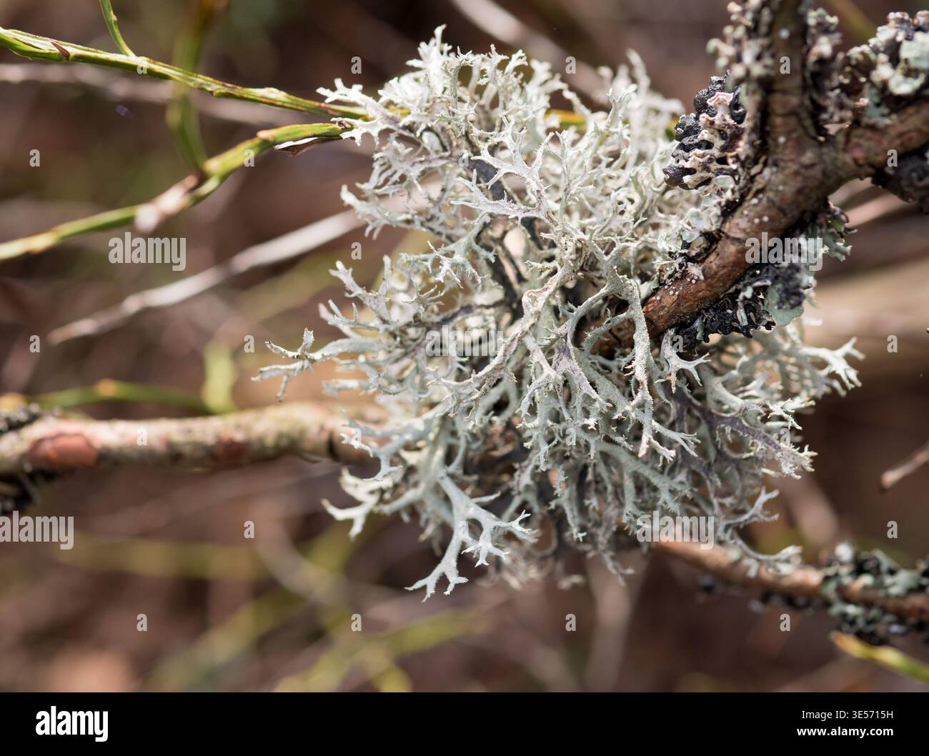 Sterbender Wacholderbusch mit braunen und grünen Nadeln — kranke Nadelpflanze Nahaufnahme Stockfoto