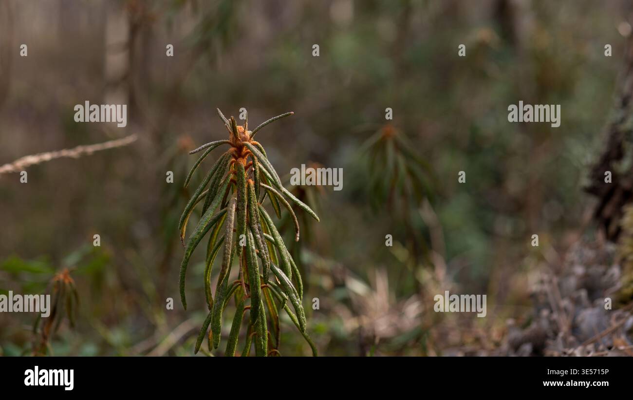 Rhododendron tomentosum Marsch Labrador Teepflanze wächst im Wald borealen Vegetationshintergrund Stockfoto