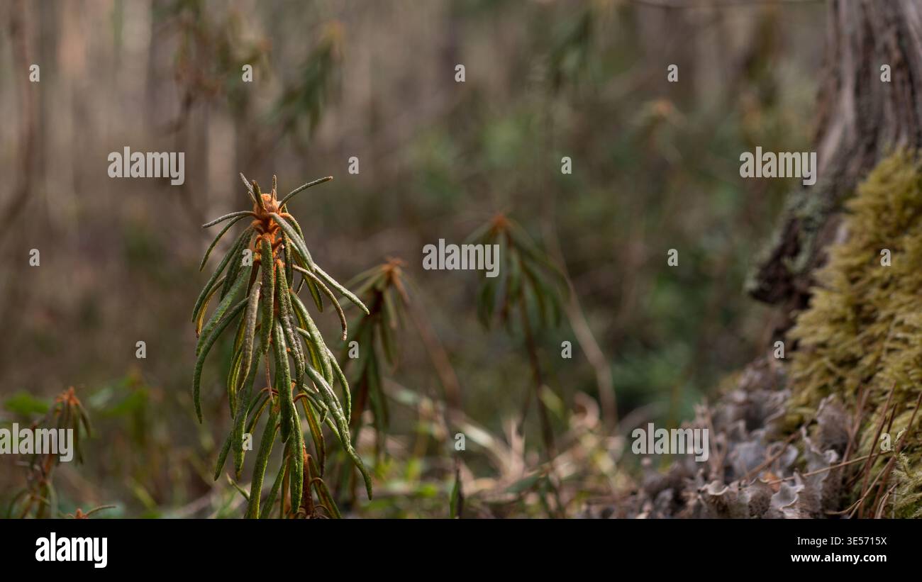 Rhododendron tomentosum Marsch Labrador Teepflanze wächst im Wald borealen Vegetationshintergrund Stockfoto