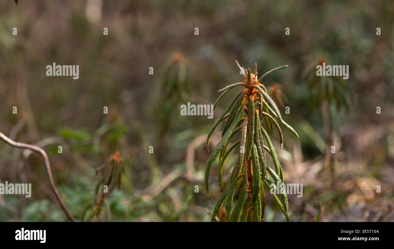Rhododendron tomentosum Marsch Labrador Teepflanze wächst im Wald borealen Vegetationshintergrund Stockfoto