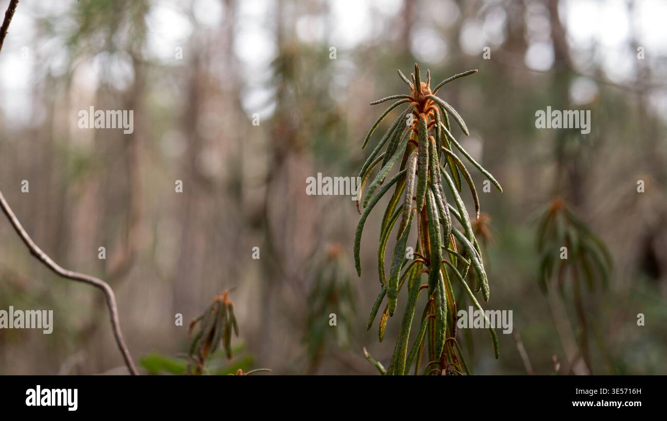 Rhododendron tomentosum Marsch Labrador Teepflanze wächst im Wald borealen Vegetationshintergrund Stockfoto