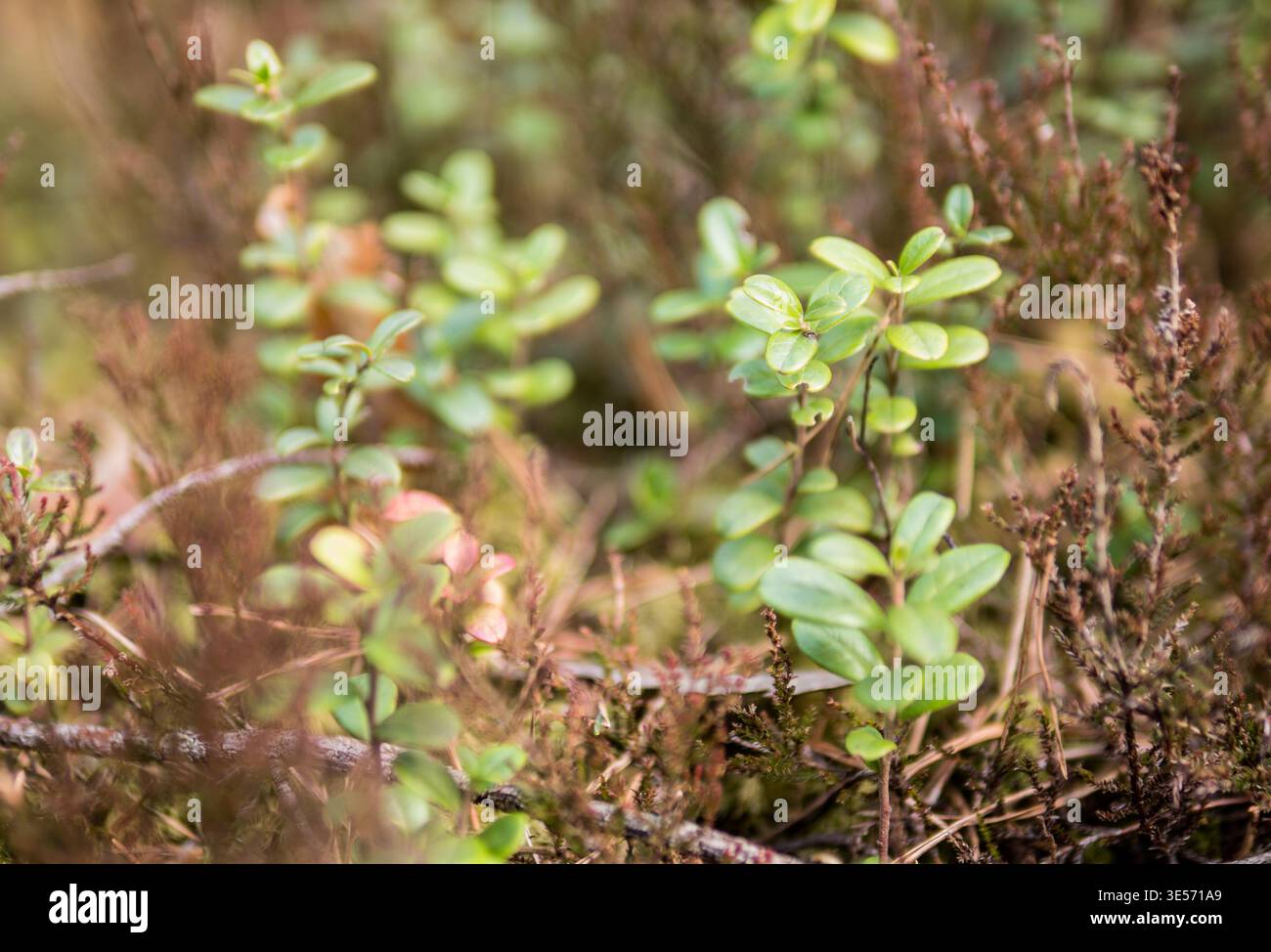 Preiselbeere Vaccinium vitis-idaea Pflanzen, die unter Heidekraut Calluna vulgaris im Wald wachsen Stockfoto