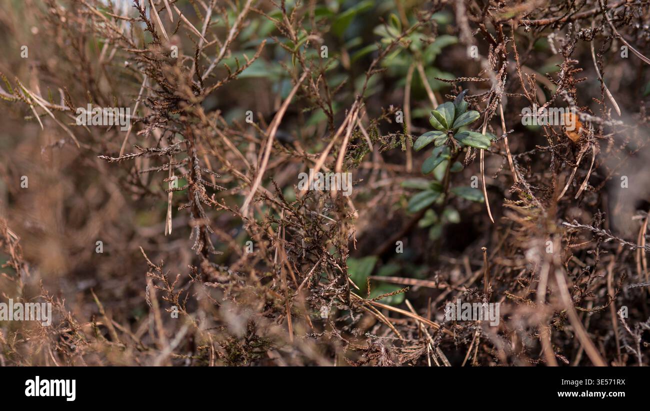 Wildmoorrosmarin (Andromeda polifolia) zwischen trockener Heide — Botanisches Nahaufnahme des Frühjahrs Stockfoto