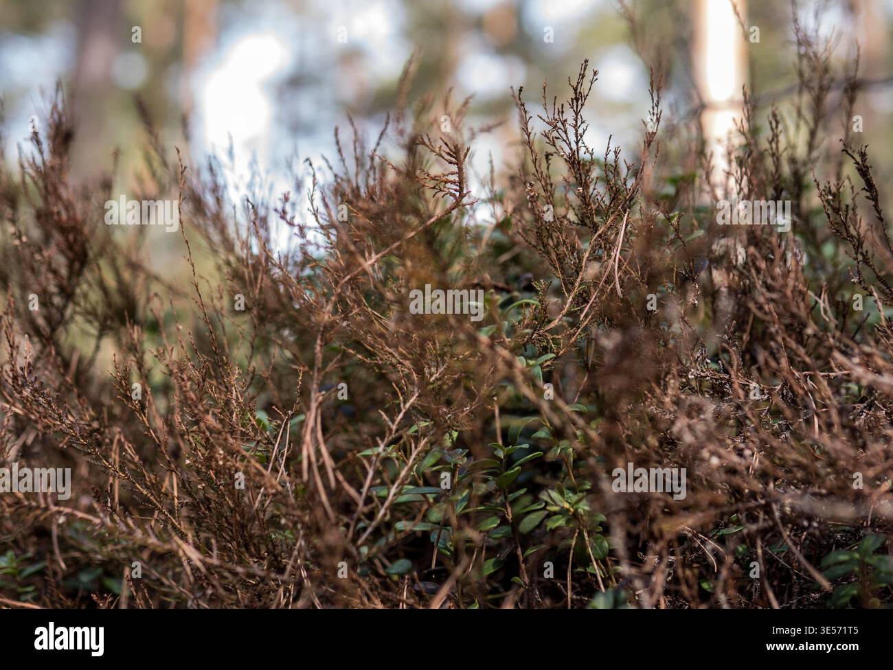 Wildmoorrosmarin (Andromeda polifolia) zwischen trockener Heide — Botanisches Nahaufnahme des Frühjahrs Stockfoto