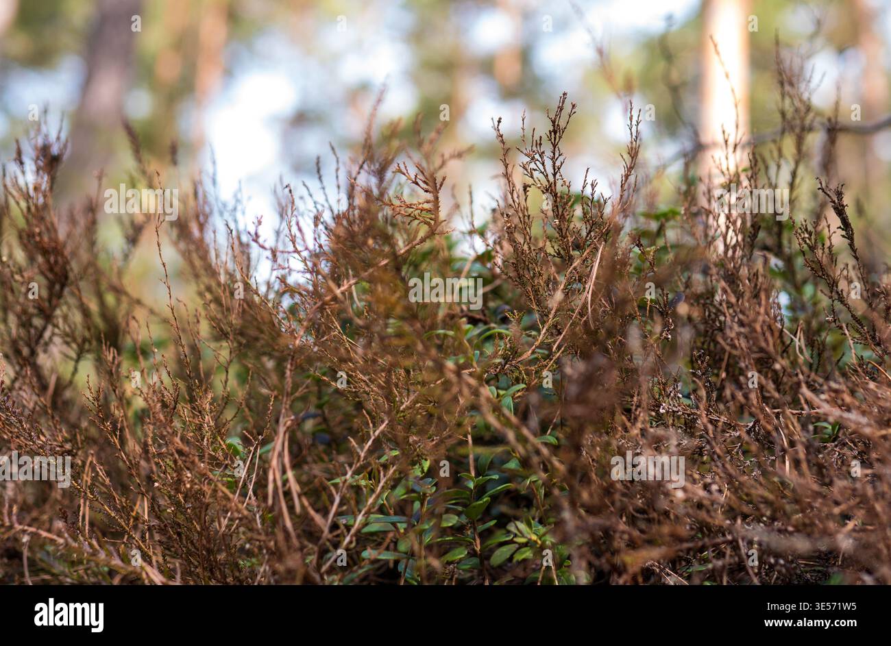Wildmoorrosmarin (Andromeda polifolia) zwischen trockener Heide — Botanisches Nahaufnahme des Frühjahrs Stockfoto