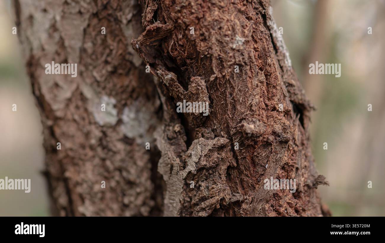 Makrotextur – Nahaufnahme von Scots Trunk im Boreal Forest Stockfoto
